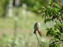 Emberiza calandra