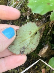 Micranthes marshallii