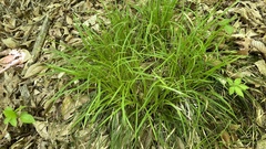 Carex picta