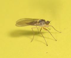 Ptilophyllodromia biroi