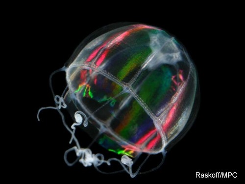 Representative image of Trachymedusae