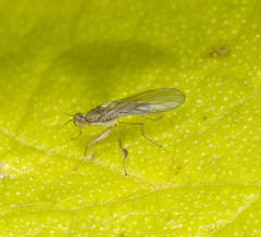 Ptilophyllodromia biroi