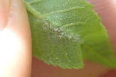 Phylloxera caryaevenae