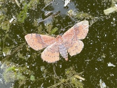 Leptostales ferruminaria