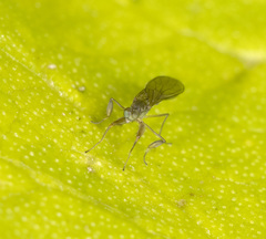 Ptilophyllodromia biroi