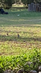 Xanthocephalus xanthocephalus