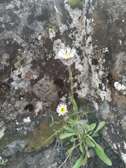 Erigeron eriocephalus
