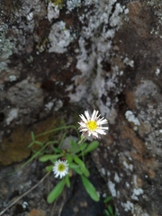 Erigeron eriocephalus