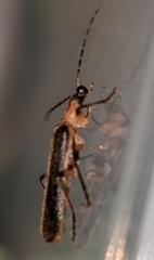 Podabrus basillaris