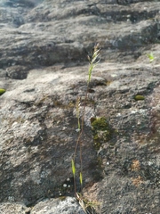 Trisetum agrostideum