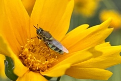 Psellidotus hieroglyphicus