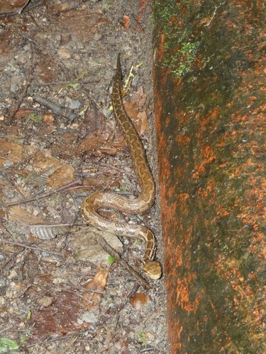 Costa Rica Montane Pitviper