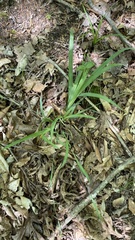Carex laxiculmis