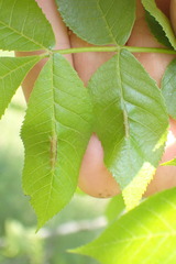 Phylloxera caryaevenae