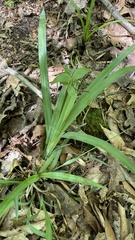 Carex laxiculmis