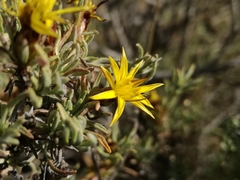 Oedera humilis