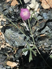 Sidalcea glaucescens