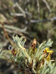 Oedera humilis