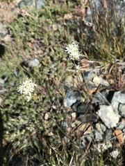 Triantha occidentalis