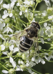 Eristalis arbustorum
