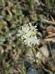 Triantha occidentalis