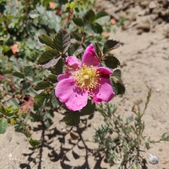 Rosa spithamea