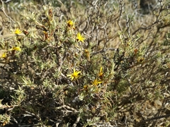 Oedera humilis