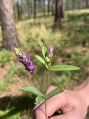 Orbexilum psoralioides