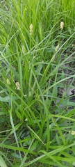 Carex conjuncta