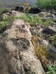 Poa paucispicula