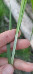 Carex conjuncta