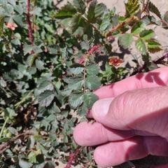 Rosa spithamea
