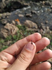 Poa paucispicula