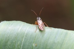 Aglaostigma semiluteum