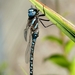 Blue-eyed Darner - Photo (c) Robert, some rights reserved (CC BY-NC)