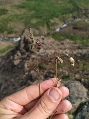 Silene paucifolia