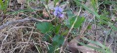 Viola communis