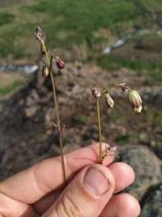 Silene paucifolia