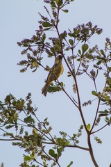 Icterus spurius