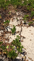 Masticophis anthonyi