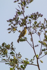 Icterus spurius