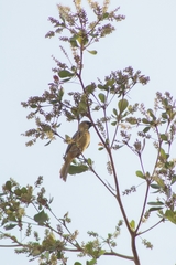 Icterus spurius