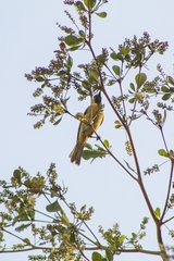 Icterus spurius