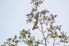Icterus spurius