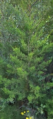 Cupressus forbesii