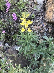 Lupinus croceus