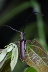 Philus antennatus