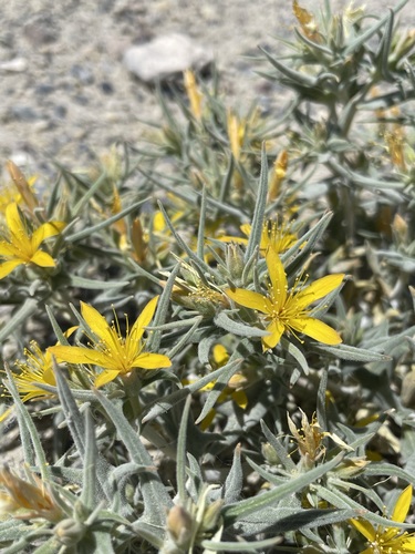 Image of Torrey's Blazing Star (Mentzelia torreyi) by (c) Matt Berger, some rights reserved (CC BY)