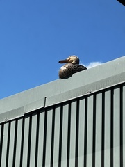 Anas platyrhynchos