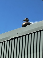 Anas platyrhynchos